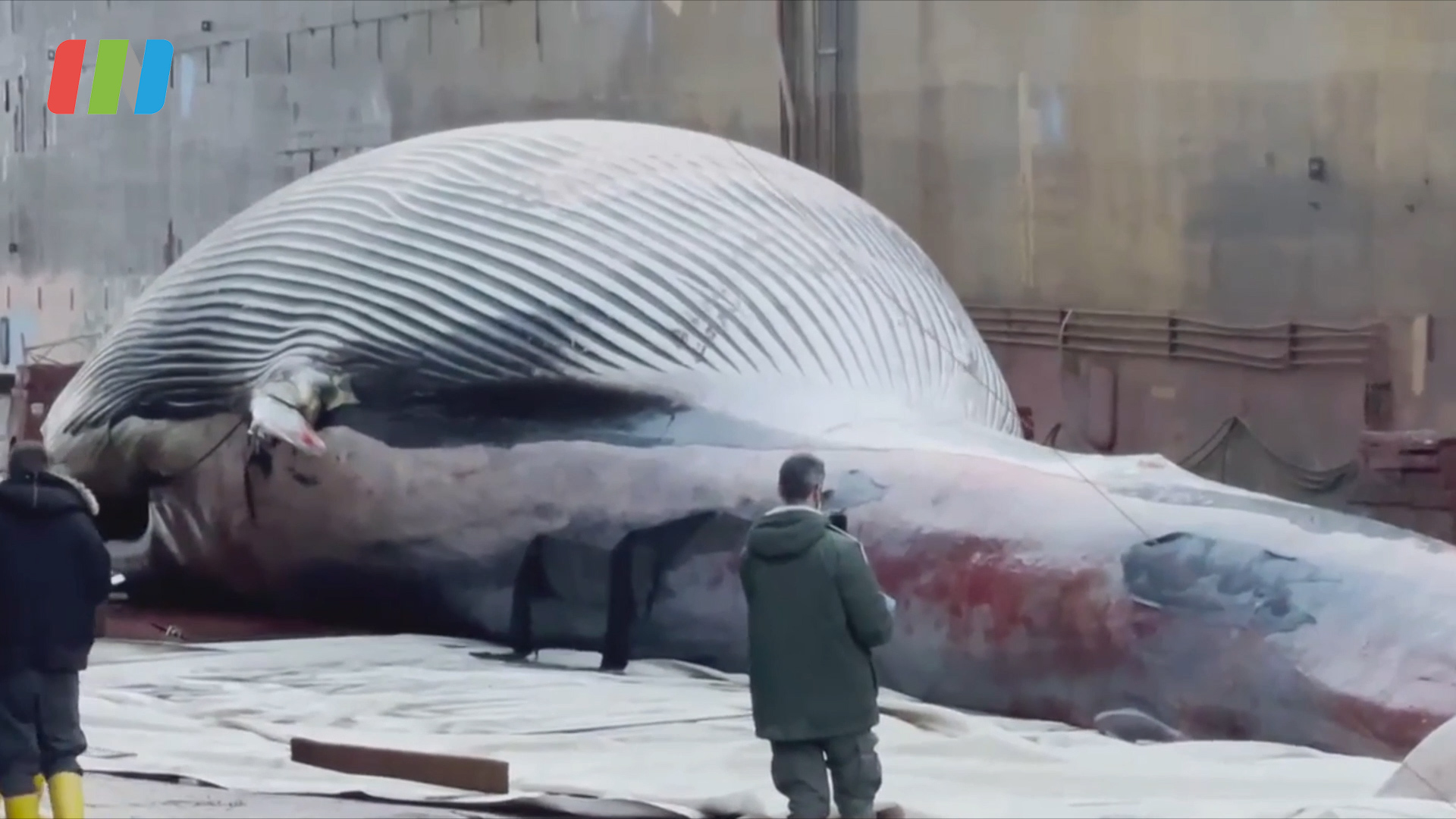 有片丨意大利發現巨鯨屍體隨時可能在那不勒斯港爆炸-香港商報